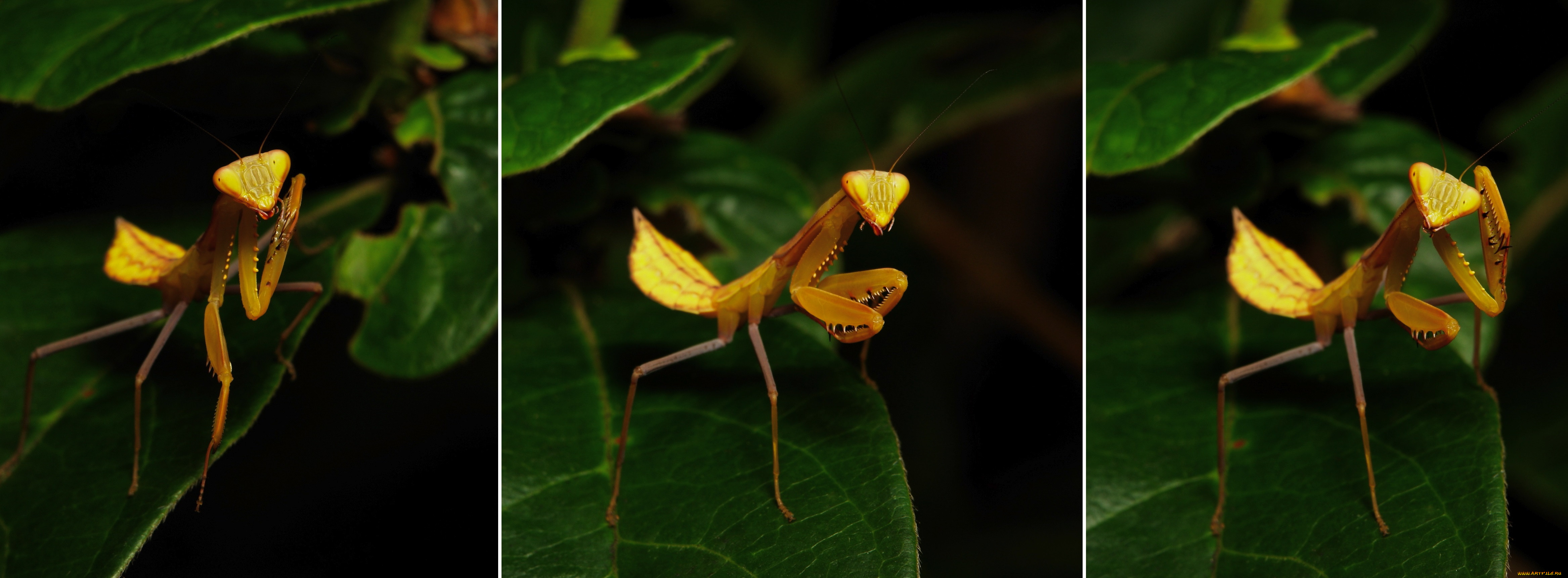 , , , , itchydogimages, 